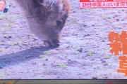 今までの日本「中国人観光客多すぎ！」→今の日本「中国人観光客減少！奈良の鹿が飢えている！鹿がついに草を食べ始めた！」　中国の反応