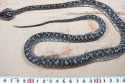 【沖縄】「ハブいない島」3年で20匹捕獲の“衝撃”　すでに定着か　粟国島