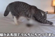 【画像】もちまる日記、ホテルのベッドでウンコした様子を撮影して炎上