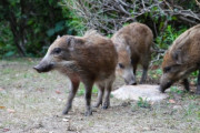 【朗報】イノシシ「人間しゃんご飯ありがとー」もぐもぐ