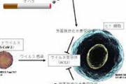 【悲報】広島大学「ゴメンね、、でも本当なの、、タバコが新型コロナの感染を抑えることが分かった」