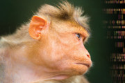 中国の科学者「サルに人間の遺伝子を加えて無敵のキメラをつくる」