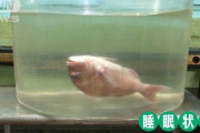 【動画有】魚を二酸化炭素中毒の酩酊状態にして運ぶ鮮魚輸送が活気。