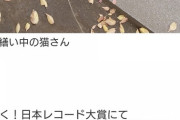 またもAKB48が敗北か！乃木坂46の「世界中の隣人よ」がレコード大賞最優秀賞を受賞へ