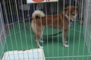 ペットショップで50万も100万も出して犬ネコ買うヤツってアホやろ