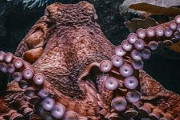 【悲報】最新の研究で「タコに痛覚がある」って分かったらしいんやが・・・・・・・・