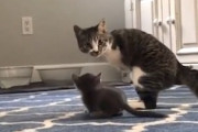 【ネコ】前足が無いという障害に完璧に適応して子猫をあやす猫ちゃんの映像。