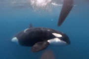 相次ぐシャチにより小型船の破壊、原因は…