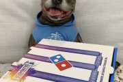 【画像】ピザ好きな犬、ついに発見される
