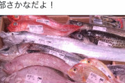 魚トリビア教えてくれ