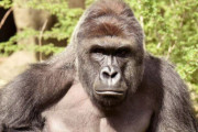 ゴリラと友達になったらやりたいこと