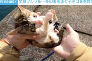 【速報】海で溺れてる猫を偶然救助したYouTuber、緊急進展！ノーカット動画と証拠になるレシート等について