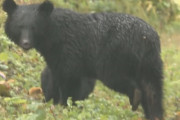クマのせいでキャンセルが相次ぐキャンプ場、「クマが出たら宿泊料金の2倍返金キャンペーン」開始ｗｗｗｗｗ
