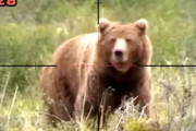 【動画】巨大なクマを狩るハンターのスコープ視点。