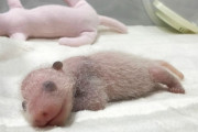 「パンダの赤ちゃんはなぜ小さいのか」　未だにその謎を解明できず生物学者の心が折れかける