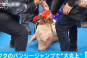 中国人「去年の干支のブタをバンジージャンプさせれば絶対ウケるよなwwwww」←ネットで大炎上