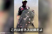 超巨大ナマズがイタリアで釣り上げられる。世界記録を更新か