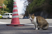 【ねこ画像】神社のねこ【再】