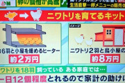 【画悲報】アメリカ人さん、卵1パック2500円に耐えきれずニワトリを育て始めてしまう