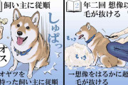 漫画「柴犬を飼う前との認識の補正」に共感の声殺到　「柴犬あるある」「そこがかわいい！」