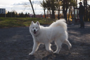 【画像あり】サモエドとかいう犬、かわいすぎる