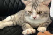 手を開く動作を真似してくれる猫、ハブルくん。お宅の猫ちゃんにもやってみて！