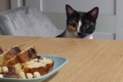 【ねこ画像】盗み食いの瞬間に捕まっちゃった猫さん…とても動揺しているご様子ですねwww