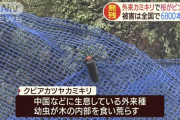 【朗報】外来カミキリ虫を20匹捕まえるだけで1000円支給
