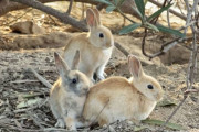 【悲報】ウサギ島でウサギ蹴り殺した滋賀の会社員(25)、島にいるウサギ77匹を殺害した疑惑が浮上