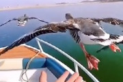 【11秒】飛んでいる鳥と同じ速度で移動すると触る事ができる。Twitterで話題の動画。