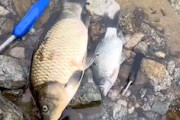 【動画】なにこれ怖い。死んだ魚を泳がせる謎のアイテムが投稿される。