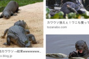 【画像】カワウソ、ワニを殺して食べるｗｗｗｗｗｗｗｗｗｗｗｗｗｗｗ