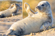 【画像】イギリスで撮影された野生のアザラシの赤ちゃんが可愛すぎるｗｗｗｗｗｗｗｗｗｗ