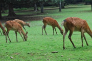 奈良県民に神の使いのはずの鹿が道の駅で缶詰になってる理由を聞いた結果