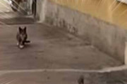 街中でネコがネズミを追いかけていた。スマホでその様子を撮ってみる → こうなった…