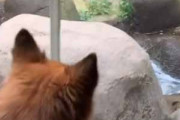 介助犬といっしょに動物園にやってきた。１匹のリカオンが近づいてくる → こうなった…