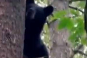 木の上から気配がする。クマだ！ → いや、クマの木です…
