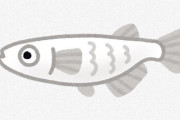 結局メダカに与える生き餌ってどれが最強なの？