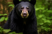岩手県で男性がクマに襲われる　牛舎脇の罠に子グマ
