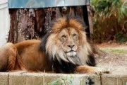 【北欧】デンマークの動物園、飼えなくなったペットの寄付を呼びかけ　ライオンのエサに「モルモットやウサギ、ニワトリ。飼えなくなって捨てるより理にかなっている」「健康な動物がいる場合は、ぜひ寄付してほしい」