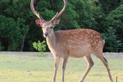 奈良「タダでシカ触り放題です」 ←これ
