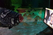 「魚が寂しさを感じないよう」 休業中の水族館が魚にネトフリをマラソン上映ｗｗｗｗｗ