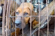 「犬を食べる国は韓国と中国だけ」韓国大統領夫人が犬食中止を訴える