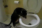 【動画】 猫とトイレ【再】