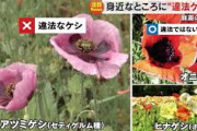 小学生「違法な草を発見した」警察「お手柄！」　