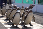 【悲報】　水族館の楽しみ方、「ペンギン見る」「ぬいぐるみ買って帰る」の２つしかない……
