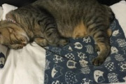 うちの猫、猫用の布団が気に入る（※画像あり）