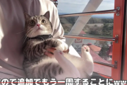 【悲報】もちまる日記、腎臓が悪い猫を観覧車に乗せて炎上