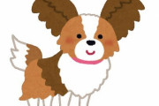 飼い主「パピヨンは非常に利口な犬で放し飼いでも害はない。『リードを付けろ』と言われ、後ろを向いた瞬間に蹴り飛ばされ死亡した」