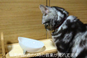 【ねこ動画】ごはんおねだり、脱走失敗 ほか